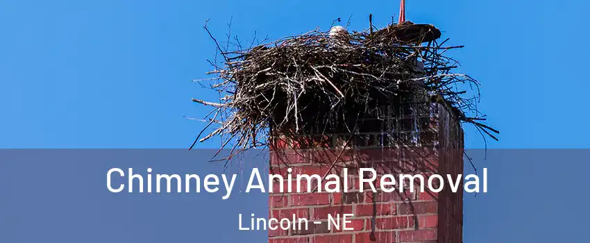 Chimney Animal Removal Lincoln - NE
