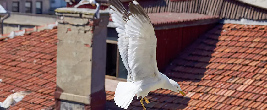 Residential Chimney Animal Removal Solution in Lincoln, NE